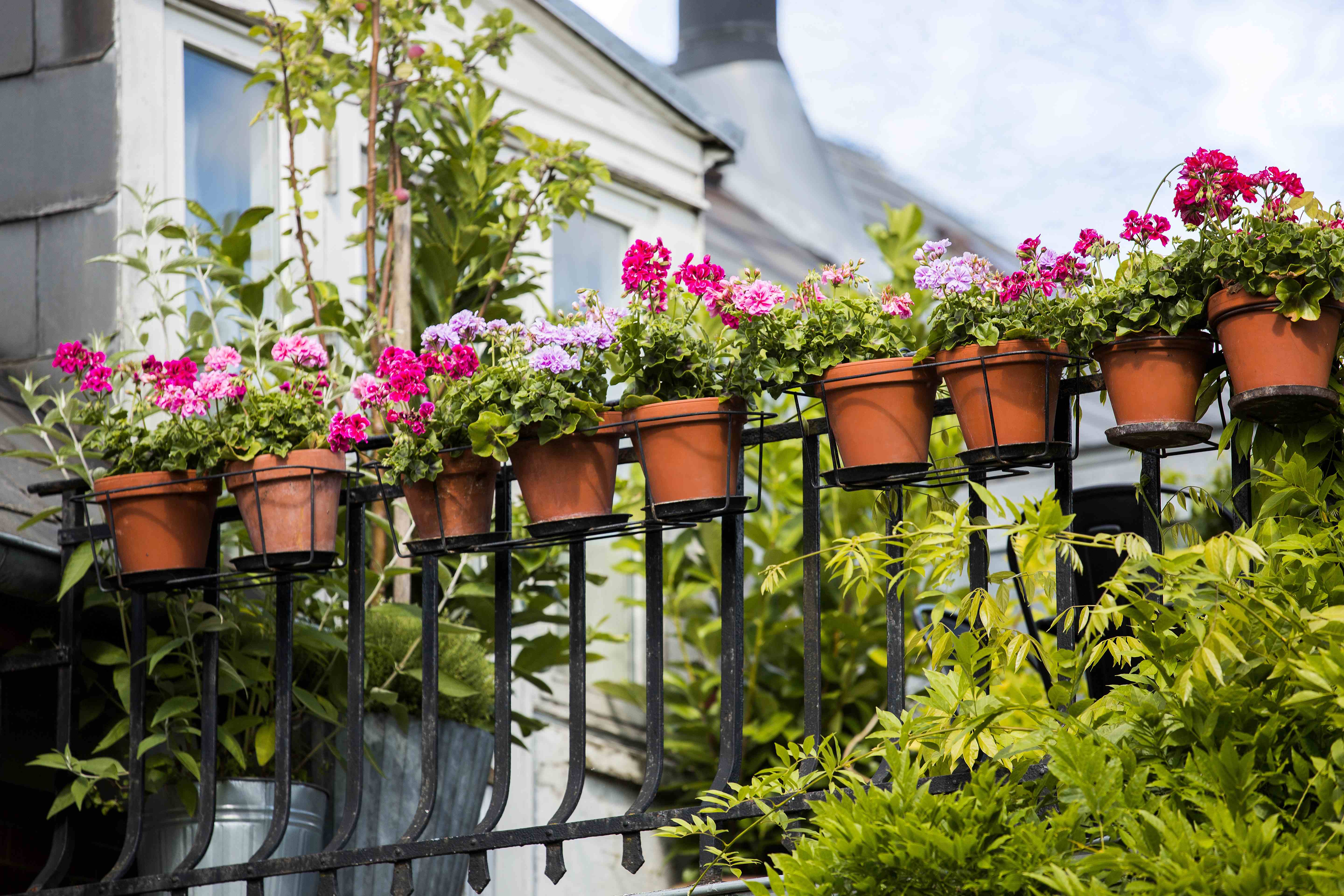 242654 2017%20geraniums%20feel good%20oases%2002 sm 2d8da4 original 1491473997