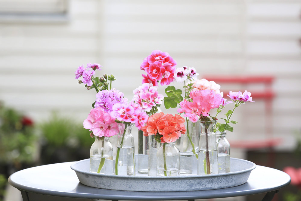 242655 2017%20geraniums%20table%20decoration%2006 3cce48 large 1491474043