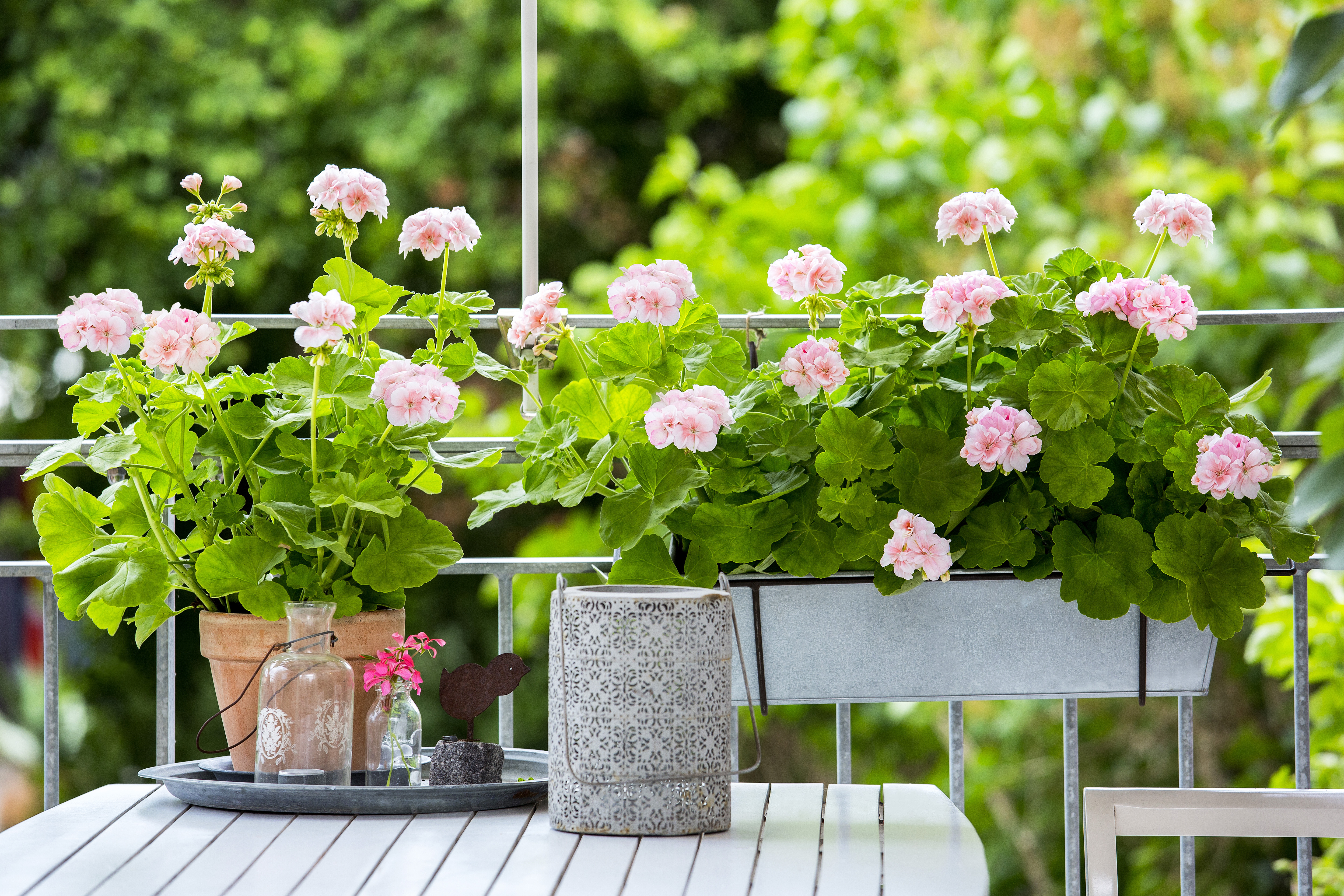 242656 2017%20geraniums%20feel good%20oases%2009 43826d original 1491474172