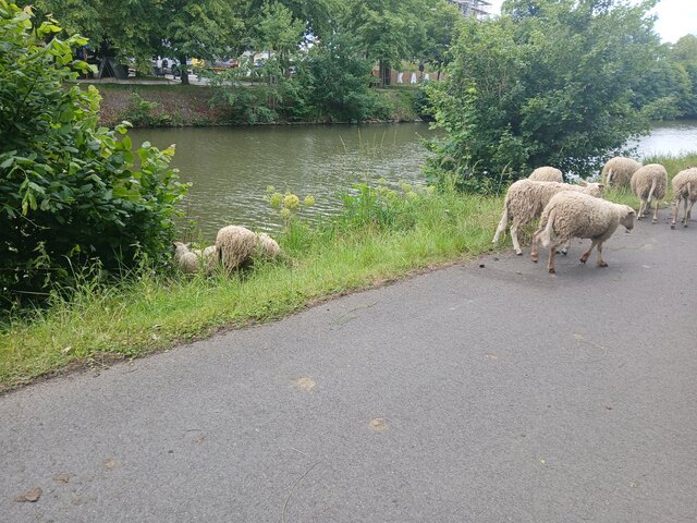 De grazende schapen in de Blaarmeersen.