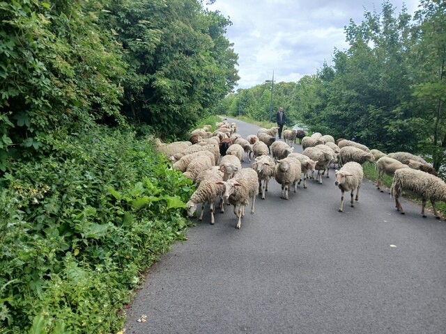 De grazende schapen in de Blaarmeersen.