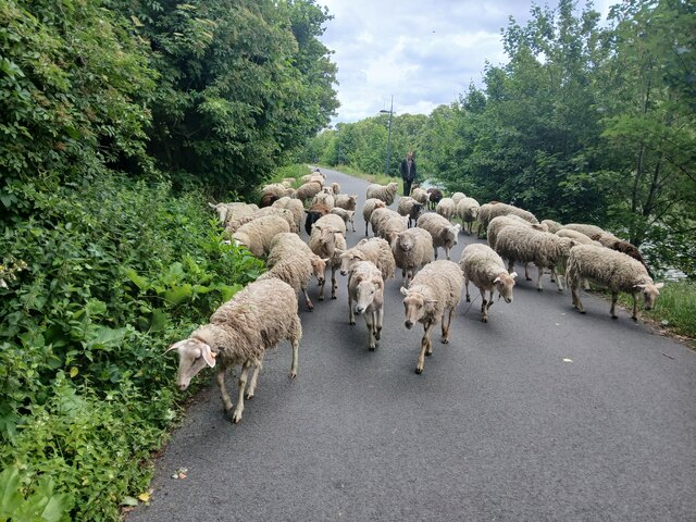 De grazende schapen in de Blaarmeersen.