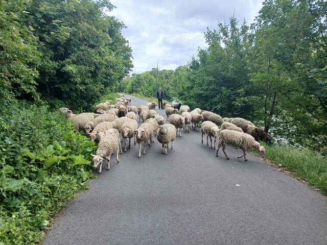 De grazende schapen in de Blaarmeersen.