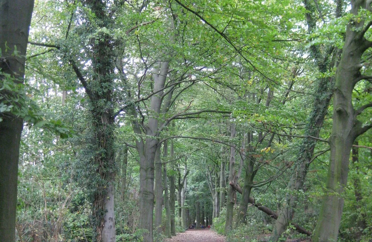 Het wandelbos Slotendries in Oostakker.