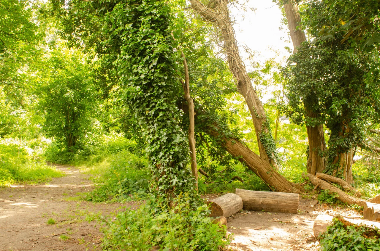 De Groene Banaan, een avontuurlijke wandeling op een verhoogde spoorwegberm.