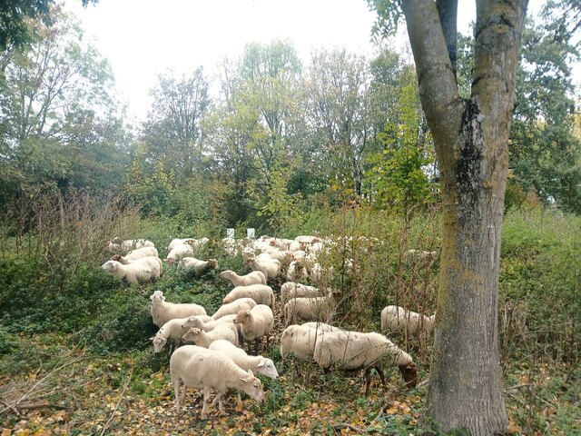 Een foto van de kudde gisteren, op dinsdag 27 oktober.