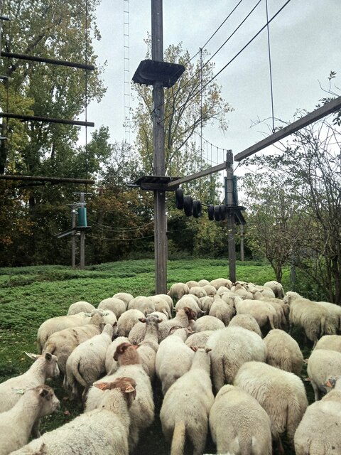 Een foto van de kudde gisteren, op dinsdag 27 oktober.