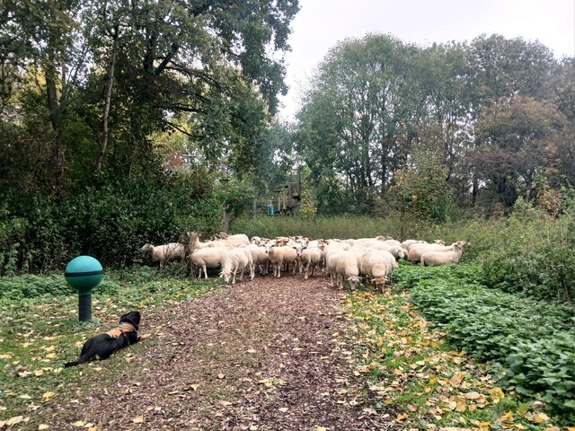 Een foto van de kudde gisteren, op dinsdag 27 oktober.