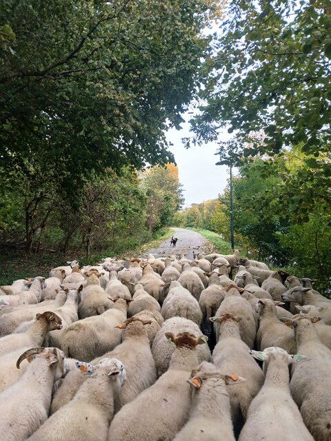 Een foto van de kudde gisteren, op dinsdag 27 oktober.