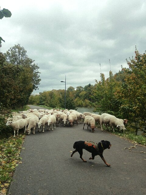 Een foto van de kudde gisteren, op dinsdag 27 oktober.