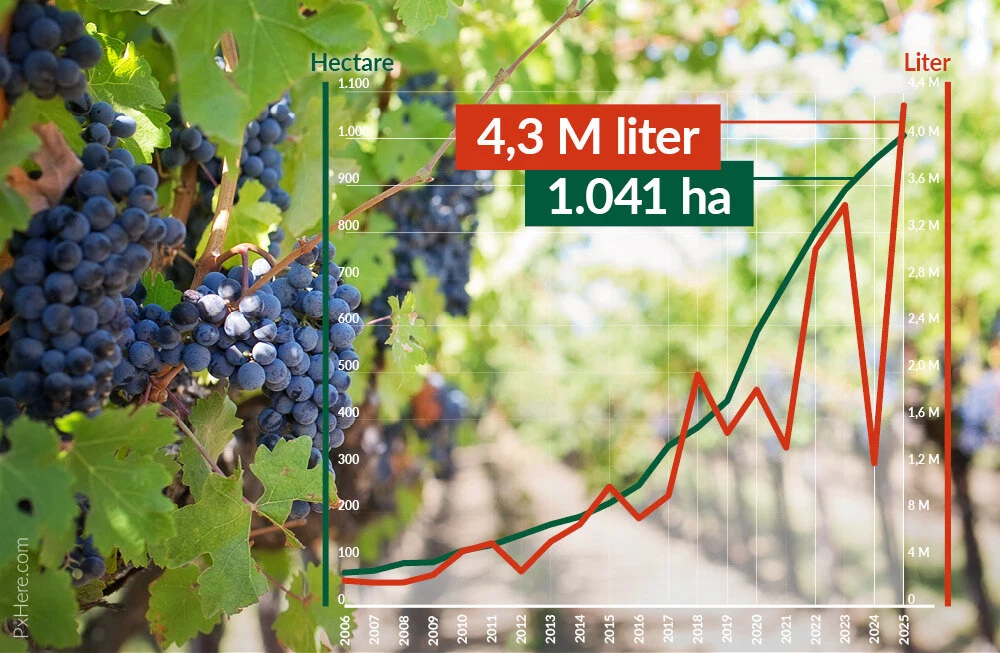 Illustratie wijngaard