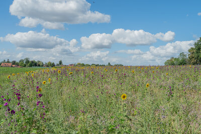 Agrostroken (c) Kortrijk