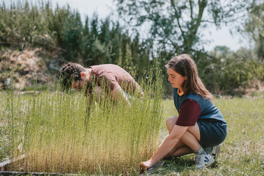 Tijdens de eerste editie van 1m2 vlas in 2025 kweekten en verwerkten meer dan 300 deelnemers een vierkante meter vlas in hun eigen tuin (c) Stad Kortrijk