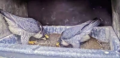 slechtvalk jara en james voor ei.jpeg