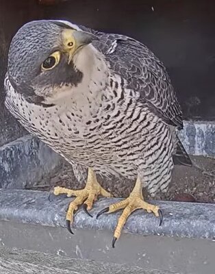 slechtvalk met ei.jpeg