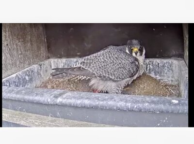 slachtvalk jara met ei.jpeg