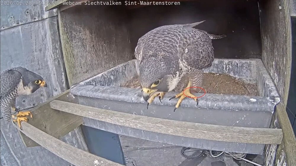 Eerste bezoek van beide ouders bij het ei.