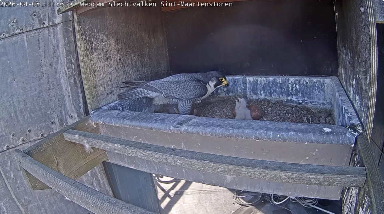 Slechtvalken 2026 (c) Kortrijk