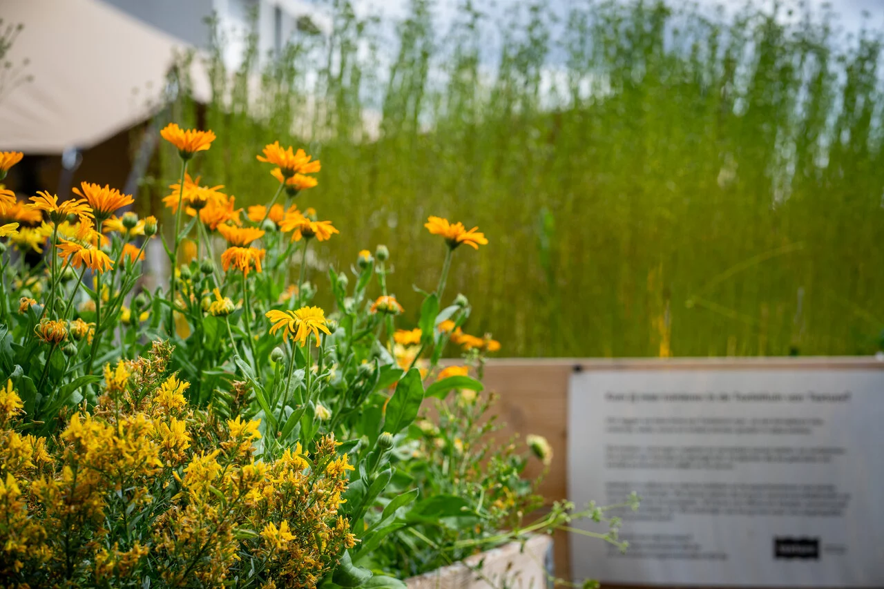 In de Textieltuin van Texture ontdek je kleurige en geurige planten om textiel van te maken en mee te verven. (c) Stad Kortrijk