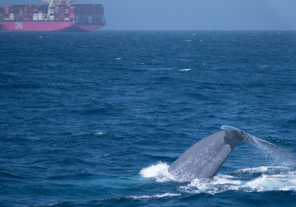 Sonos Listen Better Report 2025 California Marine Sanctuary Foundation.png
