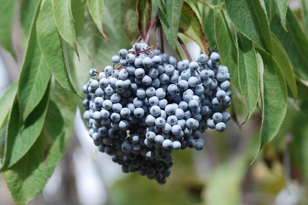 Cracking the Elderberry Code