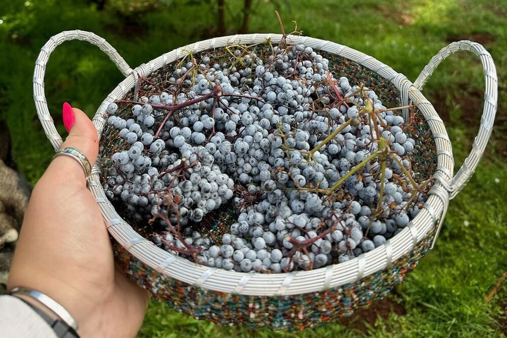 Elderberry Is a Sacred Indigenous Plant. Should It Be Monetized?