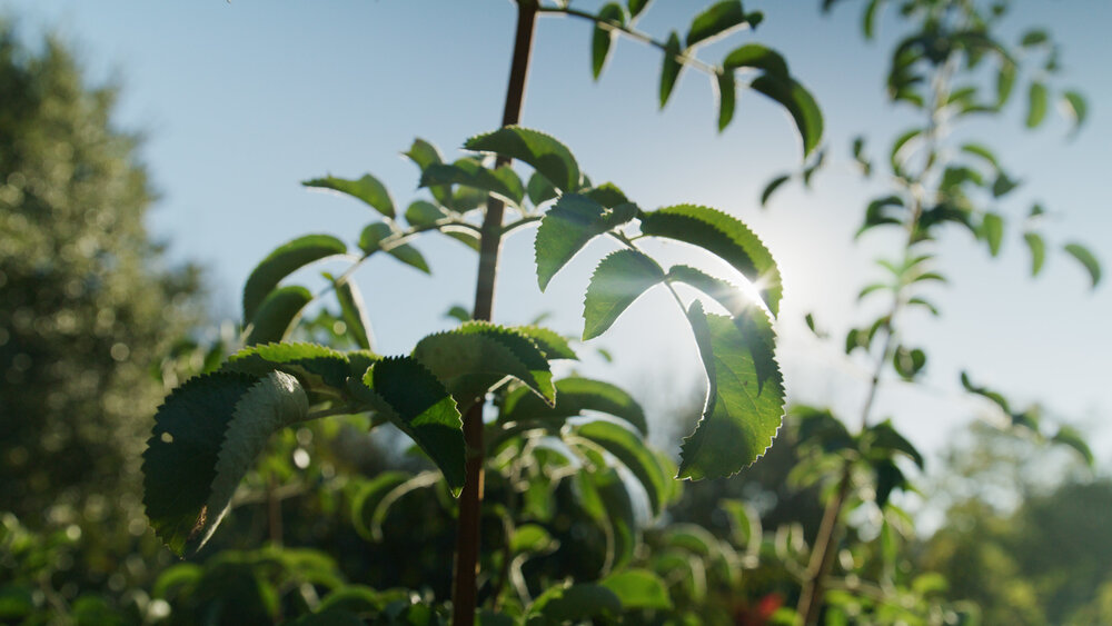 White Buffalo Land Trust: Elderberry Bolsters Watershed Resilience