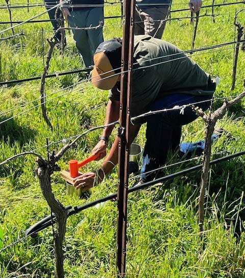 Laurie Jervis: Regenerative Viticulture's 'One Block Challenge' Comes to Santa Barbara County