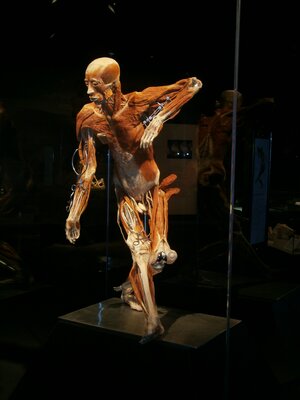 BODY WORLDS 6.JPG