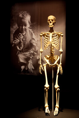 BODY WORLDS 7