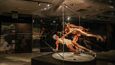 BODY WORLDS 11