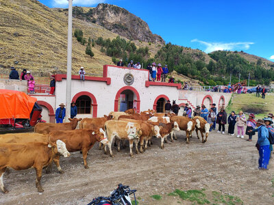 2025-10-18 Entrega de ganado Fleckvieh en Tuntuma (2).jpeg