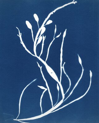 Pai Dekkers, Ascophyllum nodosum (Knotswier), 2020