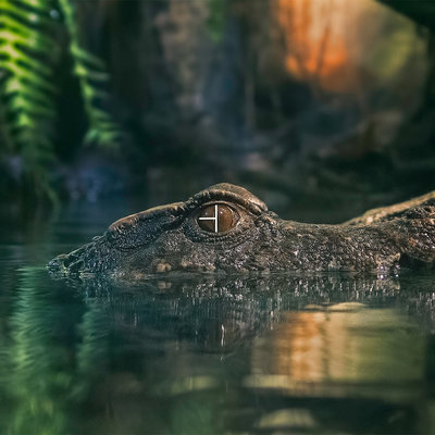 Crocodile CAI logo copy