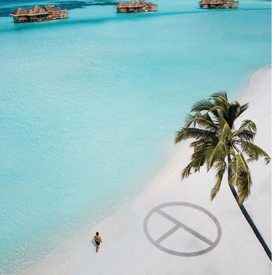 Shadow CAI logo palm tree copy