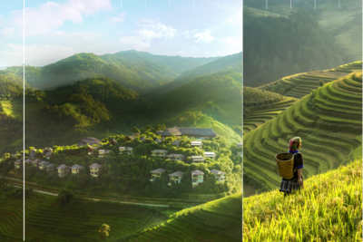 Garrya Mu Cang Chai, Vietnam.png