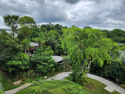 Nature Walk at Mandai Rainforest Resort by Banyan Tree.jpg