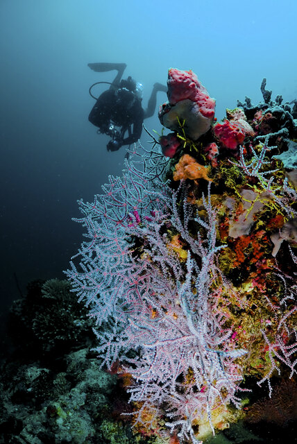 Coral Reef Restoration Project in Sanya.JPG