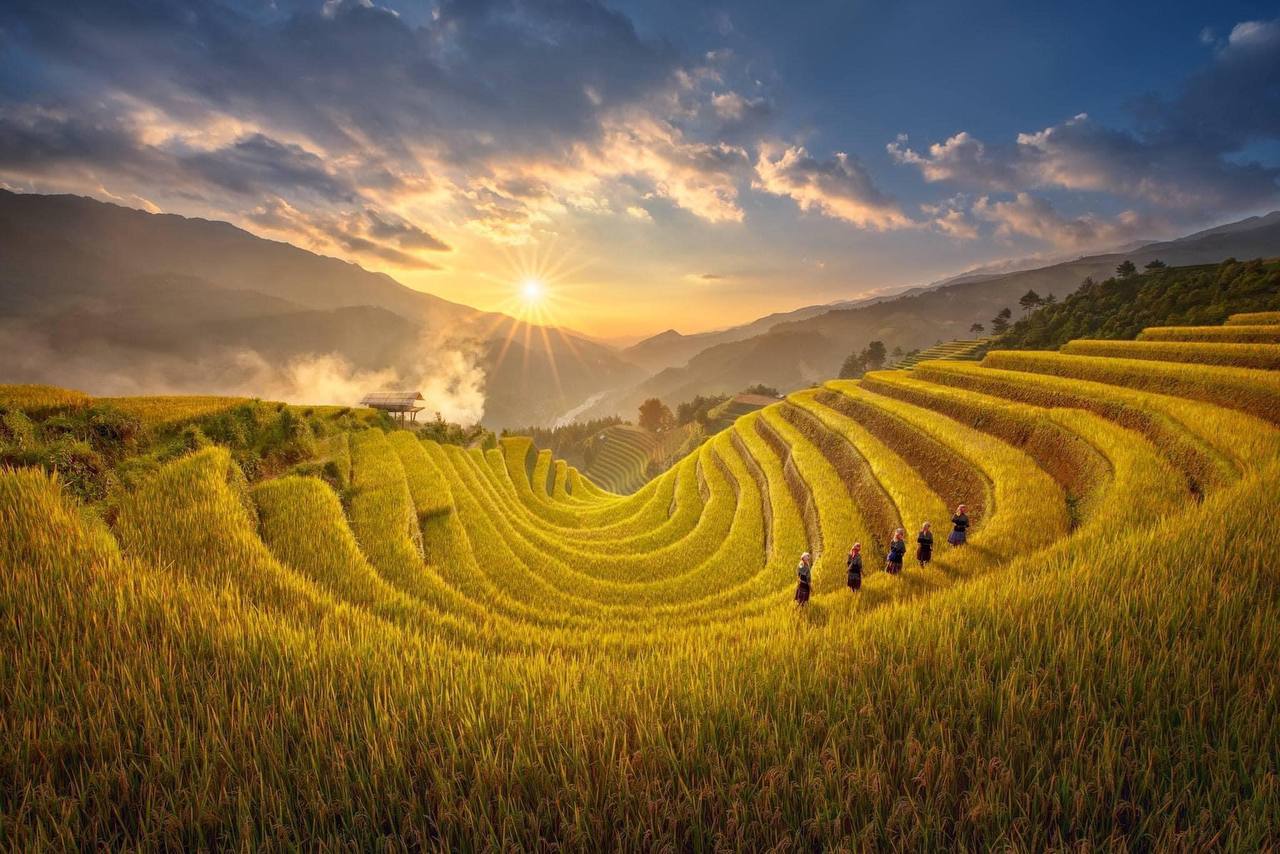 Garrya Mu Cang Chai - destination (golden harvest season).jpg