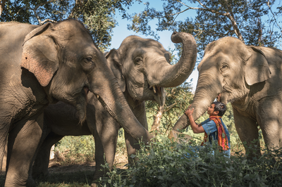 Dollars for Deeds, Golden Triangle Asian Elephant Foundation, Thailand