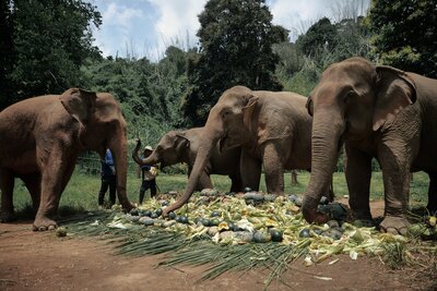 Anantara Golden Triangle Elephant Camp & Resort_World Elephant Day.JPG