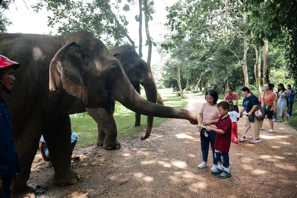 Anantara Golden Triangle Elephant Camp & Resort_World Elephant Day.JPG