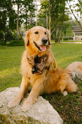 Avani+ Khao Lak Resort_ International Dog Day 1.jpg