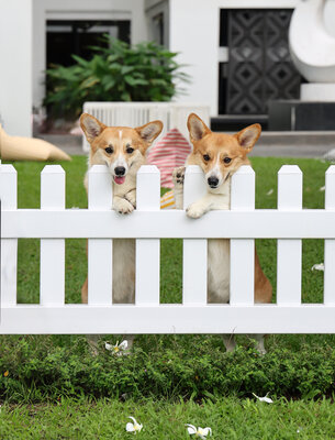 Avani Khon Kaen Hotel & Convention Centre_Dog Friendly Stay.jpg
