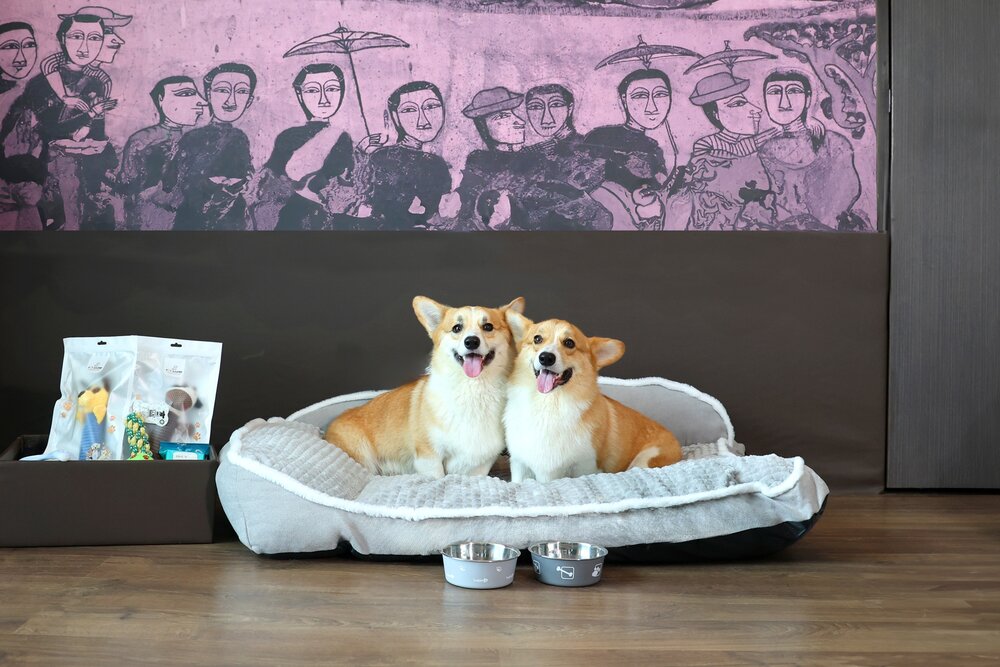 Dog Friendly Stay at Avani Khon Kaen Hotel & Convention Centre