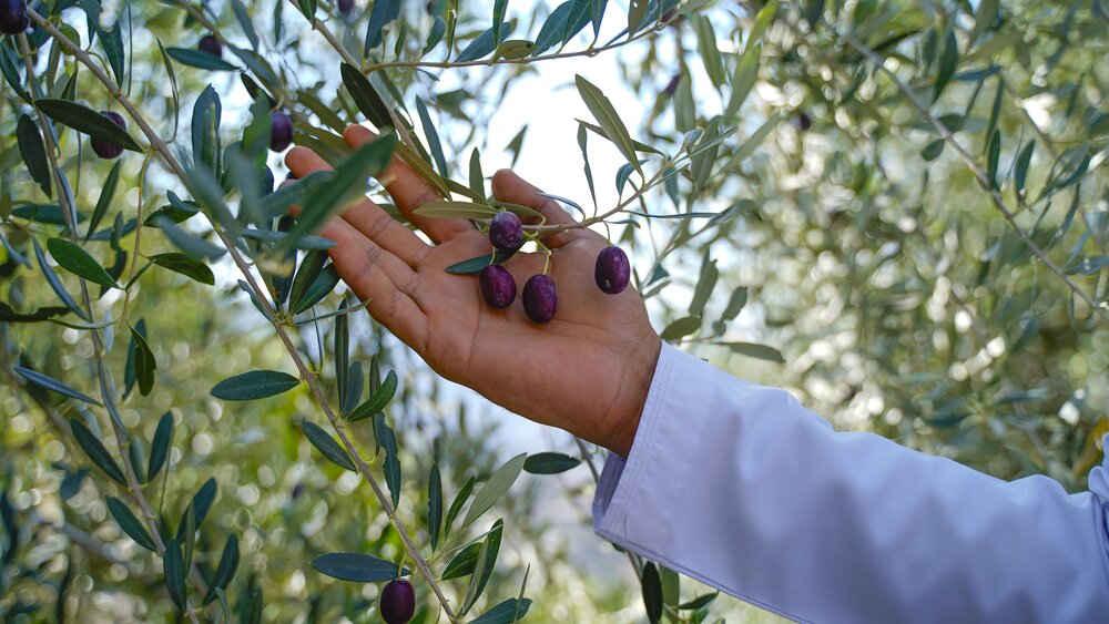 Olive Harvest Festival - Anantara Al Jabal Al Akhdar Resort 3.JPG