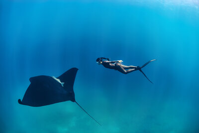 596511-Hanli Prinsloo - Manta Ray - Photography by Peter Marshall-98248b-original-1749435864