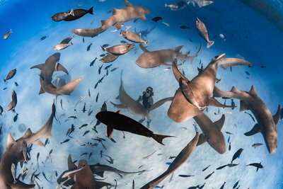 581306-Nurse Shark Experience-4d93ec-original-1741688404