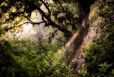 Anantara Ubud Bali Resort Mount Abang 057ae4