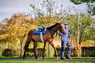 Yearling starting to learn the ropes